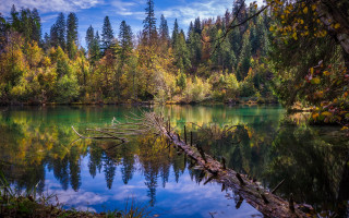 Lake trees fallen branch blue - fallen free wallpaper