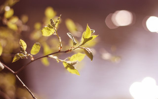 Branch leaves sunlight bokeh moon - a blurry background of the leaves free wallpaper