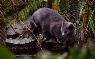 Cat rock forest stream plants - a cat free wallpaper