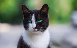 Black cat green eyes blurry - cat free wallpaper