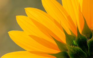 Yellow sunflower macro summer vibrancy - summer vibrancy free wallpaper