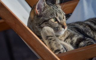 Cat chair serious glamor pose - a chair free wallpaper