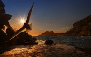 Bird sunset mountain water city - over the water free wallpaper