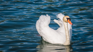 Swan water waves beach bird - its beak free wallpaper
