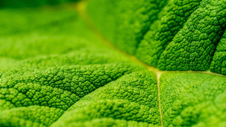 Green leaf yellow line macro - a yellow line free wallpaper