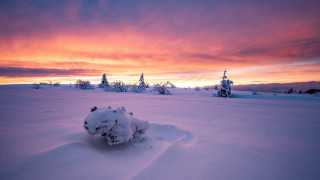 Snowy field trees sunset clouds 7 - dawn free wallpaper
