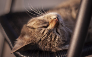 Sleeping cat on chair florianne - closed free wallpaper