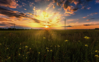 Flower field sunset clouds telephone - arthur quartley free wallpaper