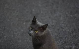 Gray cat yellow eyes rock 2 - canon 5 0 mm free wallpaper