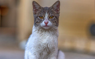 Cat yellow eyes white brown - yellow eye free wallpaper