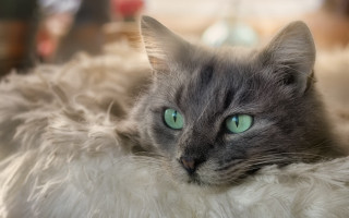 Cat green eyes laying on 3 - beautiful eye free wallpaper