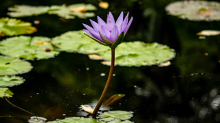 Purple flower pond water lilies - free nature wallpaper