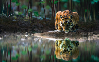 Tiger reflection water forest nature - a tiger free wallpaper for desktop