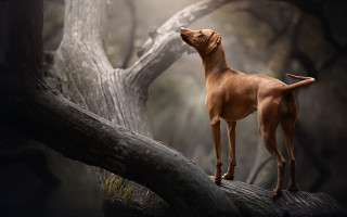 Dog branch sky open eyes - elke vogelsang free wallpaper
