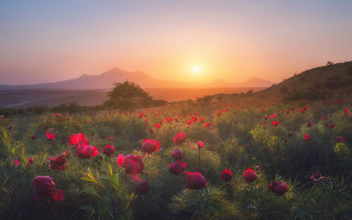 Flower field sunset mountains trees - the background and mountains free wallpaper