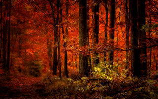 Autumn forest leaves fire torii - forest free wallpaper for desktop
