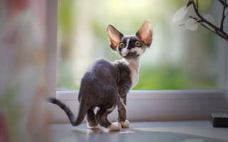 Black cat window sill aya - a window sill free wallpaper