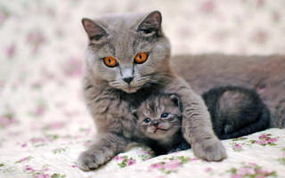 Cat kitten flowerbed gothic blueeyes - a bed together free wallpaper