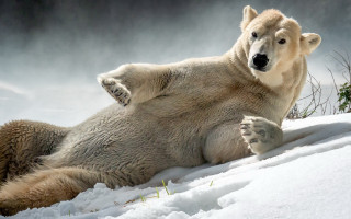 Polar bear snow stretching furry - his leg free wallpaper