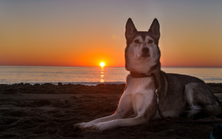 Dog beach sunset ocean horizon - the background and the ocean in the foreground free wallpaper