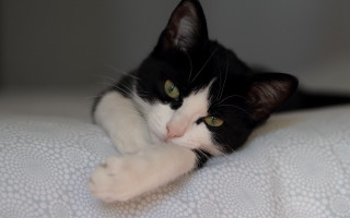 Black cat vanitas glamor pose - back free wallpaper