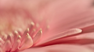 Pink flower macro closeup footwear - the petal free wallpaper for desktop