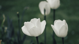 White flowers field green blurry - esther blaikie mackinnon free wallpaper
