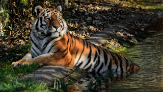 Tiger water stream forest camouflage - grass and trees free wallpaper