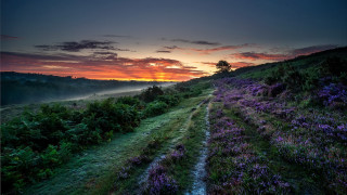 Sunset tree path lake mountains 2 - a tree and a sunset in the background free wallpaper