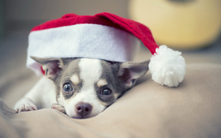Small dog santa hat bed - a small dog free wallpaper for desktop