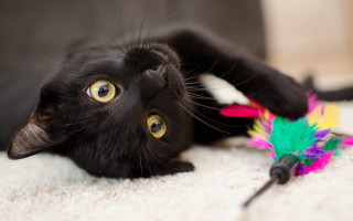 Black cat playing toy floor - the floor of a house free wallpaper