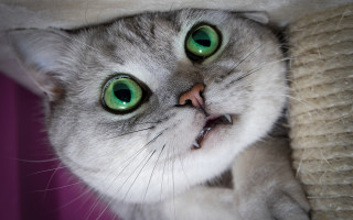 Cat green eyes peeking blanket - couch free wallpaper