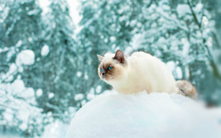 Snowy cat on rock bokeh - top of a snow free wallpaper for desktop