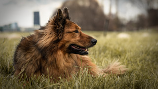 Dog grass building skyline outdoors - a building in the background free wallpaper for desktop