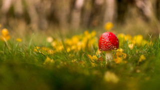 Red mushroom green field yellow - a lush green field of grass free wallpaper