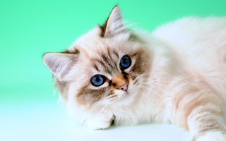Cat blue eyes laying green - a white table free wallpaper