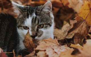 Cat leaves sad eye autumn - the leaf free wallpaper for desktop
