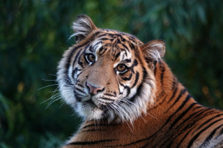 Tiger camera blurry background portrait - free cats wallpaper