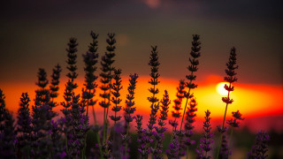 Lavender sunset autumn leaves mountain - a field of lavender free wallpaper