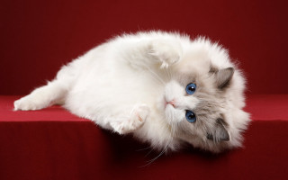 White cat blue eyes red 2 - a red surface free wallpaper