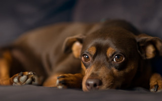 Brown dog bed pillow paw - a pillow and a pillow case free wallpaper
