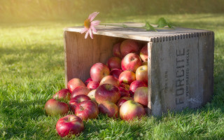 Apple crate flower grass ecological - fall vibrancy free wallpaper for desktop