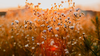 Flower field sunset burned tree - soft light free wallpaper