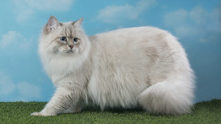 Fluffy white cat green field - a green field of grass free wallpaper