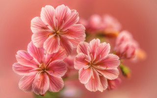 Pink flowers blurry background impressionism - a blurry background behind them free wallpaper