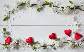 White hearts flowers plant blank - a place free wallpaper