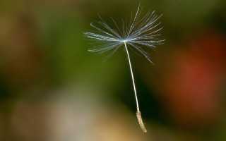 Dandelion field flowers trees night - a dandelion free wallpaper