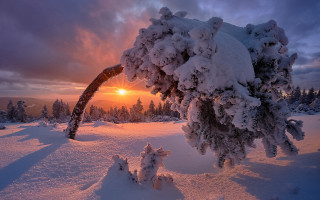 Snowy branch dusk cityscape lake - the background in the distance free wallpaper