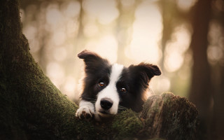 Dog peeking mossy woods photorealistic - mossy free wallpaper