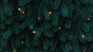 Pine tree lights teddy bear - a close up of a pine tree free wallpaper